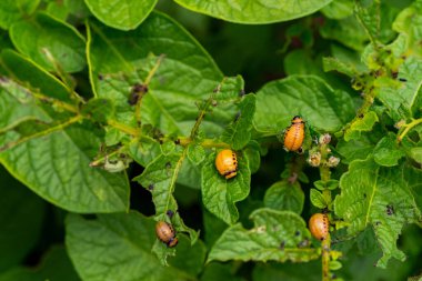 Colorado böceğinin larvaları patatesleri yiyor.