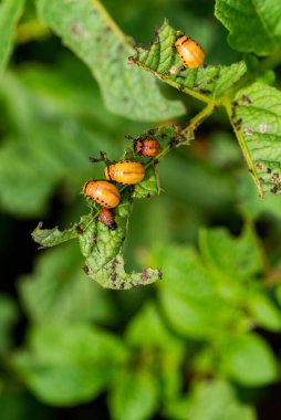 Colorado böceğinin larvaları patatesleri yiyor.
