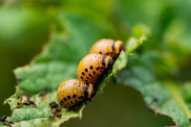 Colorado böceğinin larvaları patatesleri yiyor.