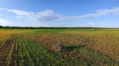 Yükseklerden bir mısır tarlasında avcı kulübesi