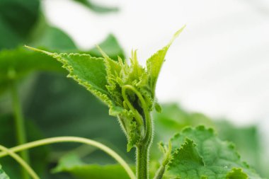 Serada yeşil salatalıklar