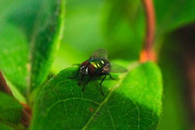Çimlerin üzerindeki bir sineğin makro fotoğrafı.