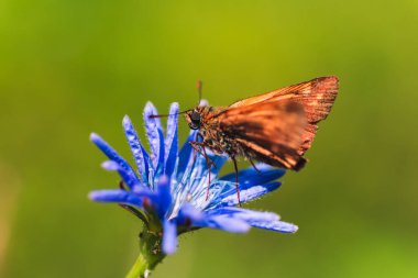 Yazın mavi bir çiçekte turuncu kelebek
