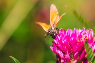 Yazın pembe bir çiçekte turuncu kelebek