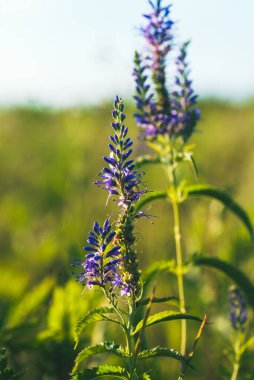 Gün batımında mavi çiçek ve güzel bir bokeh