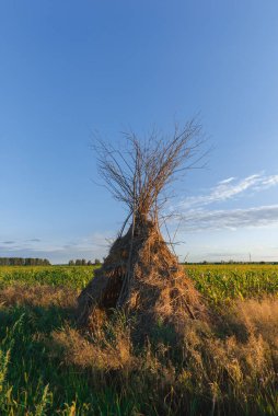 Bir mısır tarlasında Hunter 'ın kulübesi