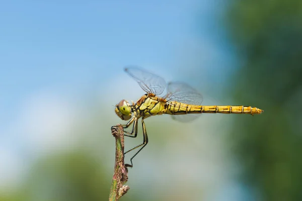 Macro Photo Une Libellule Assise Sur Brin Herbe — Photo