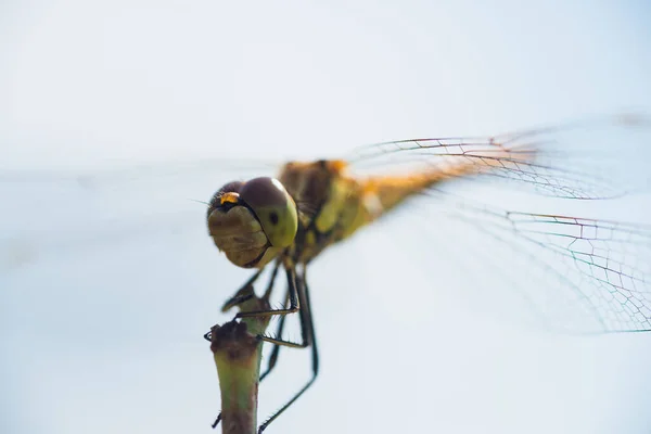 Macro Photo Dragonfly Sitting Blade Grass — Stock Photo, Image