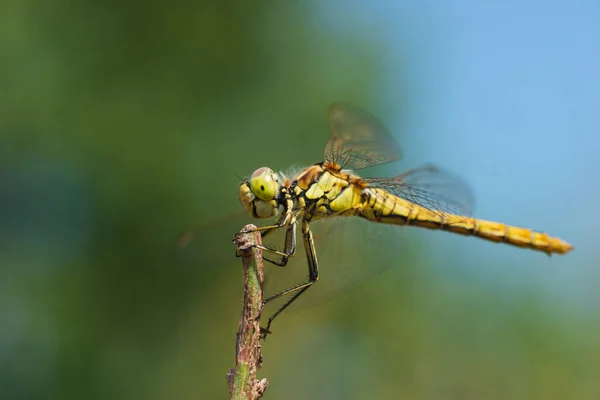 Macro Photo Une Libellule Assise Sur Brin Herbe — Photo