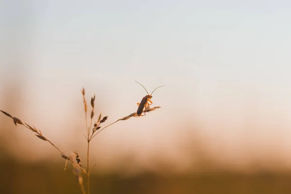 Makrofoto Eines Käfers Beim Betrachten Des Sonnenuntergangs — Stockfoto