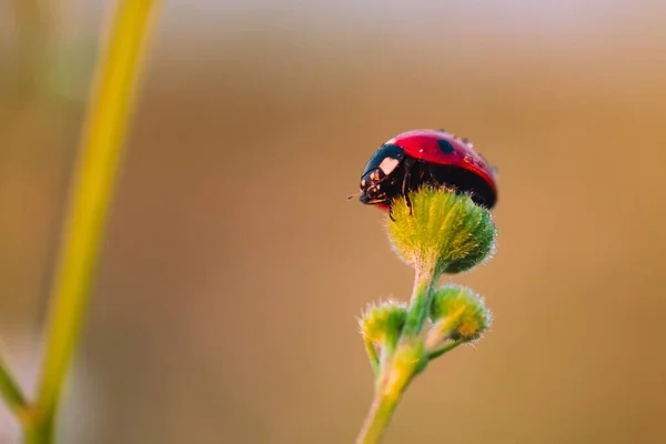 Ladybugオンオープンデイジー花で夜明けとともに露 — ストック写真