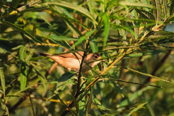 Der Vogel Sitzt Auf Einem Zweig Und Schaut — Stockfoto