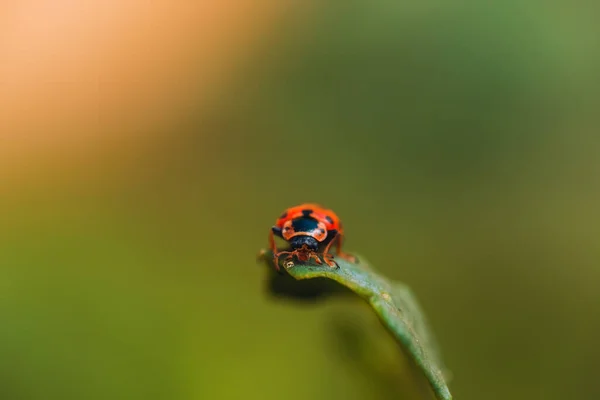 草の上に座っている翼に黒い円を持つ赤いカブトムシのマクロ写真 — ストック写真