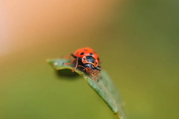 Macro Foto Escarabajo Rojo Con Círculos Negros Sus Alas Sentadas —  Fotos de Stock