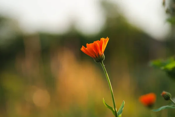 Calendula Flowers Sunset Summer Evening Orange Flower Sunset — Stock Photo, Image