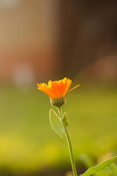 Flores Calêndula Pôr Sol Uma Noite Verão Flor Laranja Pôr — Fotografia de Stock