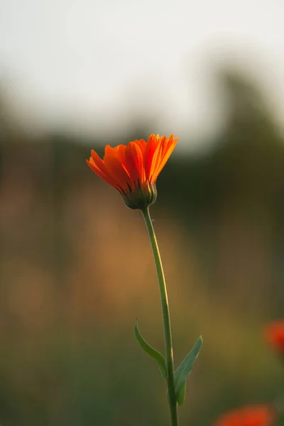 Flores Calêndula Pôr Sol Uma Noite Verão Flor Laranja Pôr — Fotografia de Stock