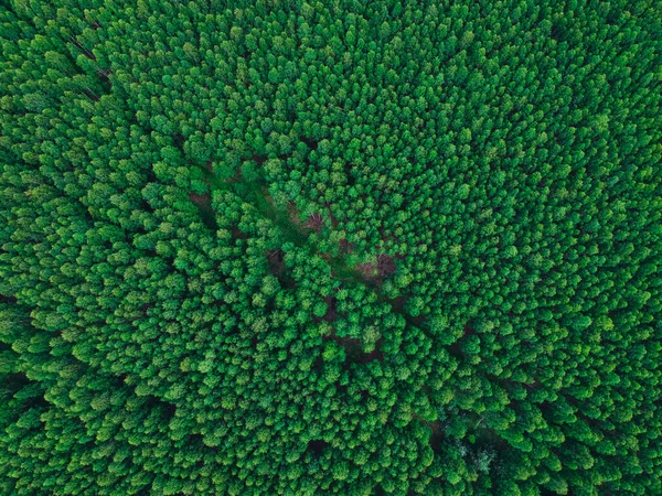 Bosque Abedul Apogeo Del Fondo Textura Verano — Foto de Stock