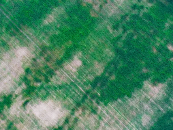 Cornfield Corn Has Risen Everywhere — Stock Photo, Image