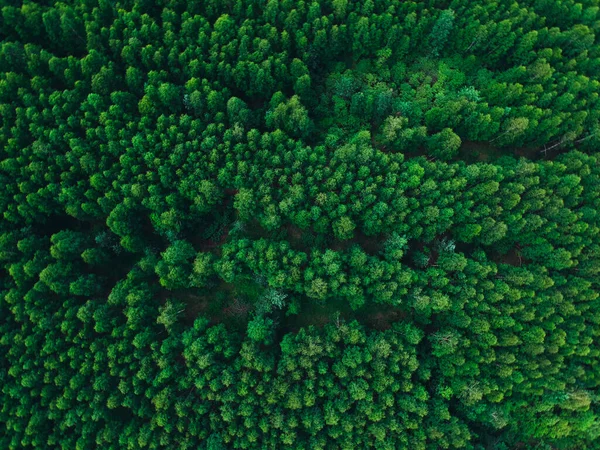 Floresta Bétula Altura Fundo Textura Verão — Fotografia de Stock