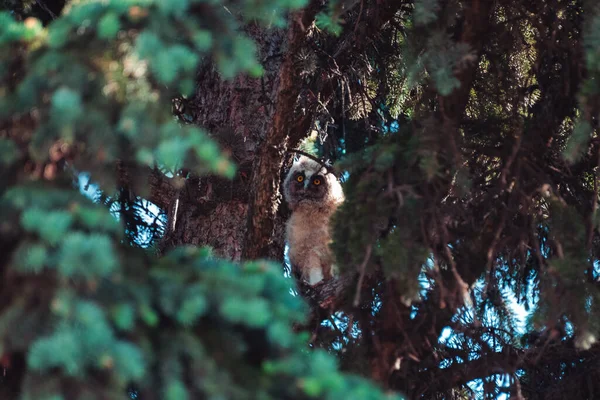 Chick Owl Sitting Branches Spruce Examines Neighborhood — Stock Photo, Image