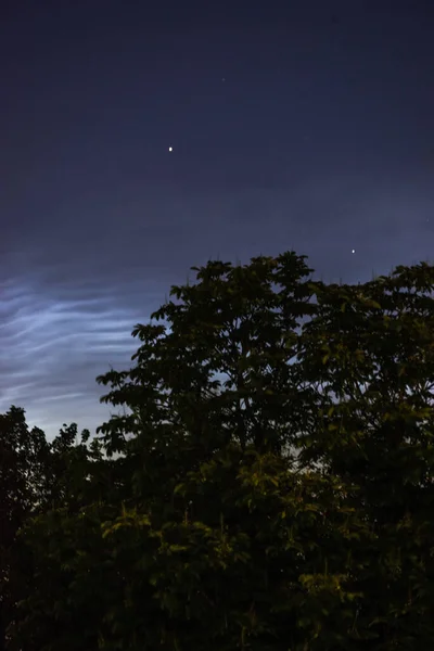 夏の夜には銀雲の背景に木の枝が近くにあります — ストック写真
