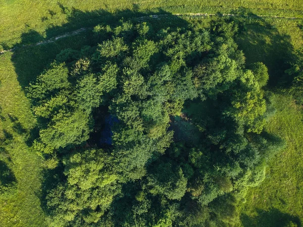 Overgrown Pond Height Quadcopter Summer — Stock Photo, Image