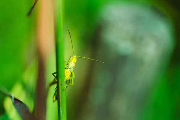 Macro Photo Sauterelle Verte Sur Herbe Été — Photo