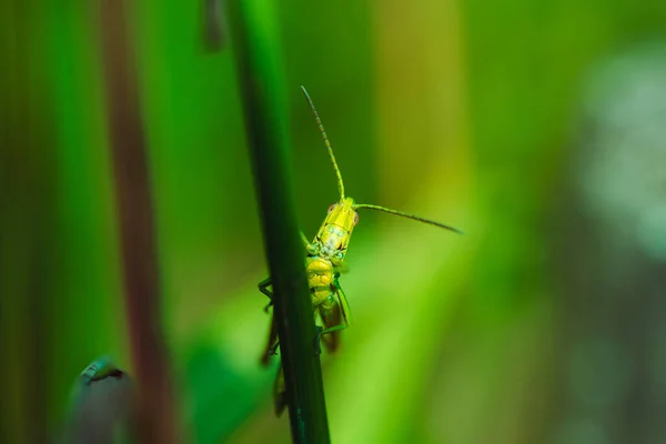 Macro Photo Green Grasshopper Grass Summer — Stock Photo, Image