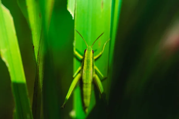 Makrofoto Einer Grünen Heuschrecke Auf Gras Sommer — Stockfoto