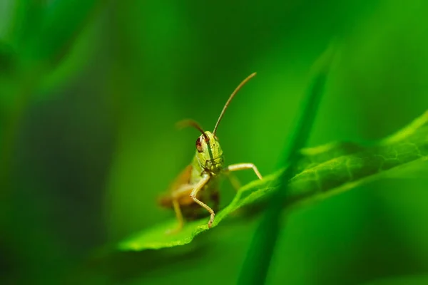 Macro Foto Gafanhoto Verde Grama Verão — Fotografia de Stock