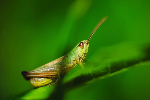 Macro Foto Gafanhoto Verde Grama Verão — Fotografia de Stock