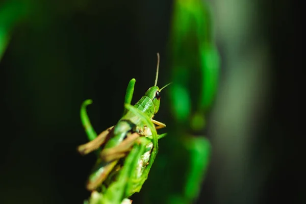 Makrofoto Einer Grünen Heuschrecke Auf Gras Sommer — Stockfoto