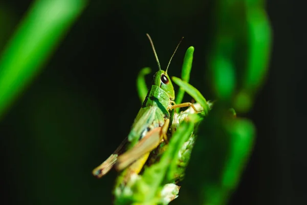 Macro Foto Saltamontes Verdes Hierba Verano — Foto de Stock