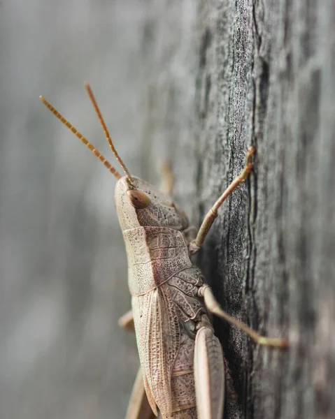 Saltamontes Blanco Sobre Tablero Madera Gris Viejo — Foto de Stock