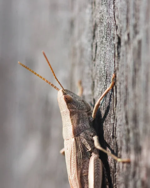 Saltamontes Blanco Sobre Tablero Madera Gris Viejo — Foto de Stock