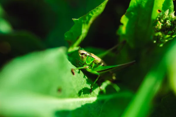 Macro Foto Saltamontes Verdes Hierba Verano —  Fotos de Stock