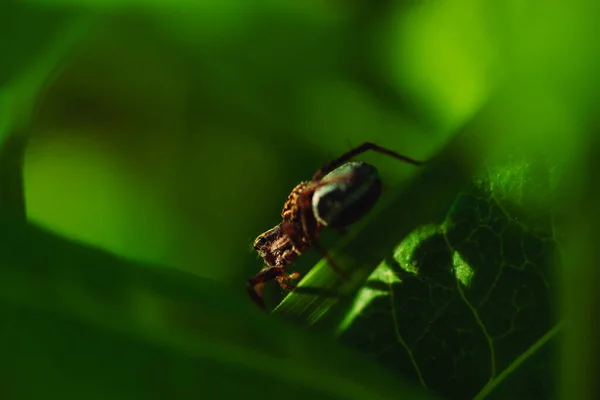 Çimlerin Üzerinde Bir Örümceğin Makro Fotoğrafı — Stok fotoğraf