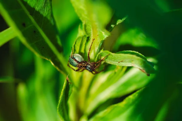Çimlerin Üzerinde Bir Örümceğin Makro Fotoğrafı — Stok fotoğraf