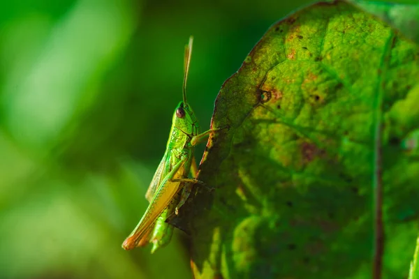 Macro Foto Saltamontes Verdes Hierba Verano —  Fotos de Stock