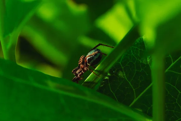 Macro Foto Ragno Sull Erba — Foto Stock