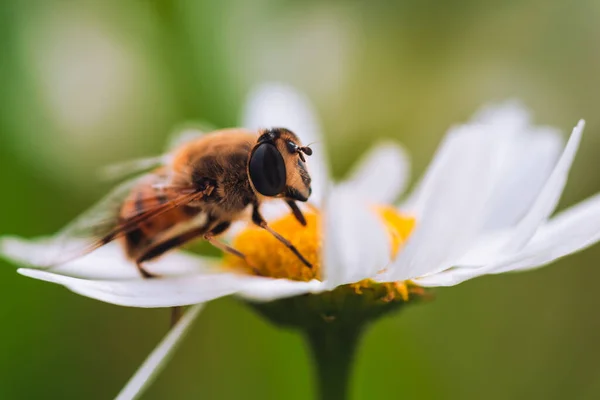 Bee Collects Pollen Daisy — Stock Photo, Image