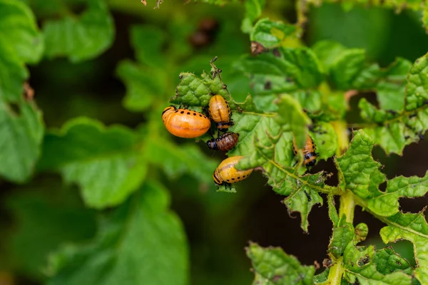 Las Larvas Del Escarabajo Colorado Devoran Las Tapas Patata —  Fotos de Stock