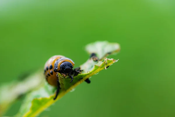 Larvae Colorado Beetle Devours Potato Tops — Stock Photo, Image