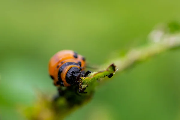 Las Larvas Del Escarabajo Colorado Devoran Las Tapas Patata —  Fotos de Stock