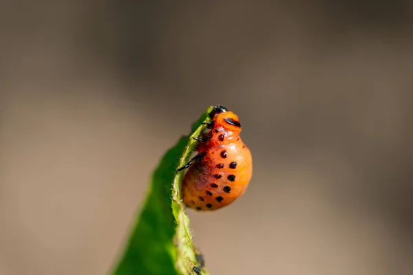 Las Larvas Del Escarabajo Colorado Devoran Las Tapas Patata —  Fotos de Stock