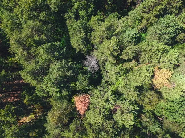 Floresta Mista Verde Com Altura Quadricóptero — Fotografia de Stock