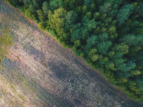 Fronteira Entre Campo Floresta Uma Altura — Fotografia de Stock