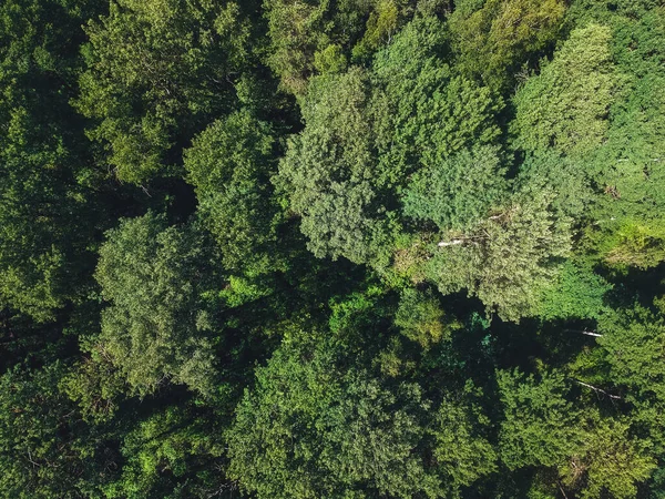 Grön Blandskog Med Höjden Quadcopter — Stockfoto