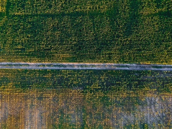 Route Dans Champ Maïs Avec Hauteur — Photo